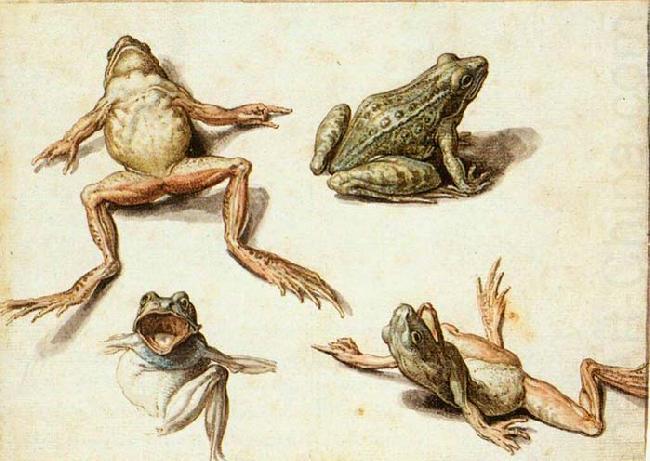GHEYN, Jacob de II Four Studies of Frogs china oil painting image